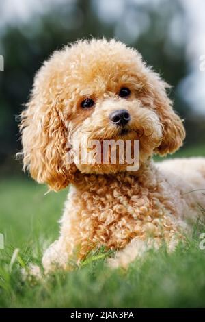 Cute brown dog breed of toy poodle lie on the lawn and looks to photo camera and poses. Curly puppy on a green lawn. Vertical photo. Stock Photo