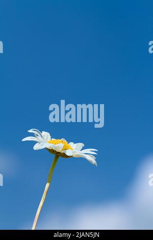 Single Flower Of And Oxeye Daisy, Leucanthemum vulgare, Isolated Against A Blue Sky, Chrsitchurch UK Stock Photo
