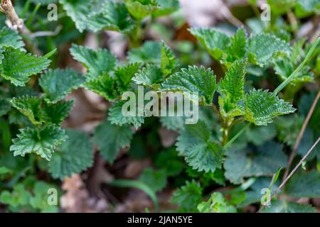 Young sprouts of stinging nettle (Urtica dioica). Selective focus Stock Photo