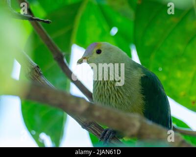 Gray-green fruit-dove, Ptilinopus purpuratus, endemic to the Society Islands of French Polynesia Stock Photo