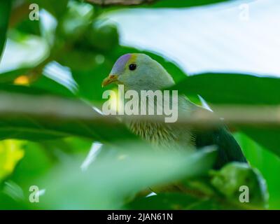 Gray-green fruit-dove, Ptilinopus purpuratus, endemic to the Society Islands of French Polynesia Stock Photo