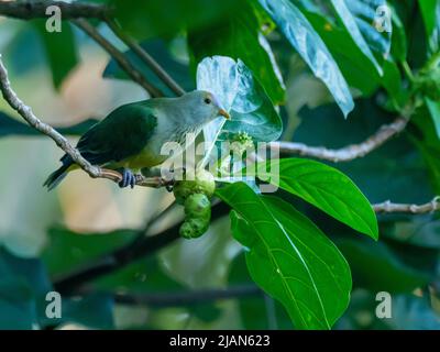 Gray-green fruit-dove, Ptilinopus purpuratus, endemic to the Society Islands of French Polynesia Stock Photo