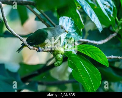 Gray-green fruit-dove, Ptilinopus purpuratus, endemic to the Society Islands of French Polynesia Stock Photo