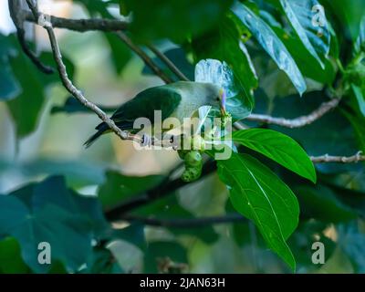 Gray-green fruit-dove, Ptilinopus purpuratus, endemic to the Society Islands of French Polynesia Stock Photo