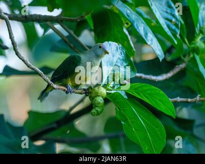 Gray-green fruit-dove, Ptilinopus purpuratus, endemic to the Society Islands of French Polynesia Stock Photo