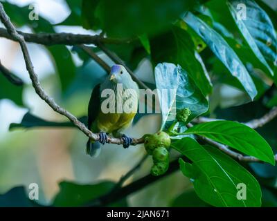 Gray-green fruit-dove, Ptilinopus purpuratus, endemic to the Society Islands of French Polynesia Stock Photo