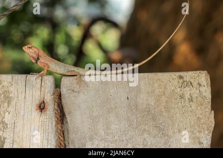 Oriental garden Lizard with its tail up. Stock Photo