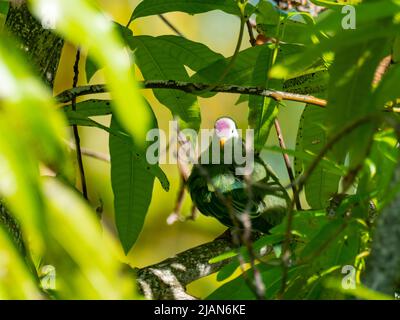 Atoll Fruit-Dove, Ptilinopus coralensis, a island endemic bird found only in the Tuamotu islands of French Polynesia Stock Photo