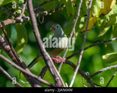 Atoll Fruit-Dove, Ptilinopus coralensis, a island endemic bird found only in the Tuamotu islands of French Polynesia Stock Photo