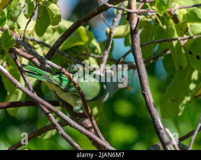 Atoll Fruit-Dove, Ptilinopus coralensis, a island endemic bird found only in the Tuamotu islands of French Polynesia Stock Photo