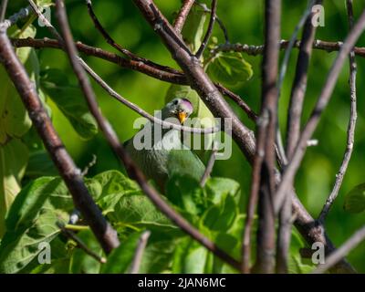 Atoll Fruit-Dove, Ptilinopus coralensis, a island endemic bird found only in the Tuamotu islands of French Polynesia Stock Photo