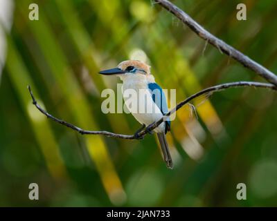 Niau Kingfisher, Todiramphus gertrudae, a single island endemic bird found only on Niau Island, in the Tuamotus of French Polynesia Stock Photo