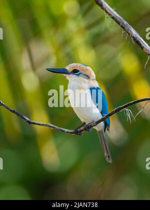 Niau Kingfisher, Todiramphus gertrudae, a single island endemic bird found only on Niau Island, in the Tuamotus of French Polynesia Stock Photo