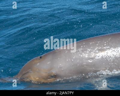 Blainville’s beaked whale, Mesoplodon densirostris, in the Marquesas islands of French Polynesia Stock Photo