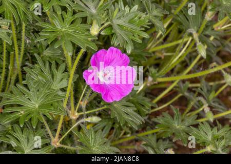 Single Flower of a Geranium Dissectum or Cut-leaved Crane's bill. Stock Photo