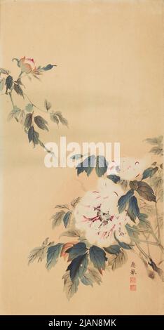 Pink peonies unknown Stock Photo