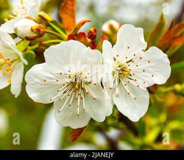Blossoming flowers on a cherry branch Stock Photo