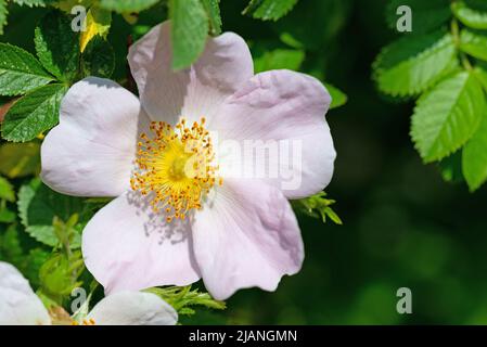 Flowering rose hips, Rosa canina, in spring Stock Photo