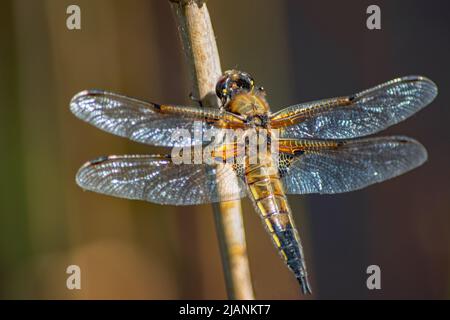 A glorious four spotted chaser dragonfly at rest with spread wings on a reed at Sandbanks Nature Reserve England Stock Photo