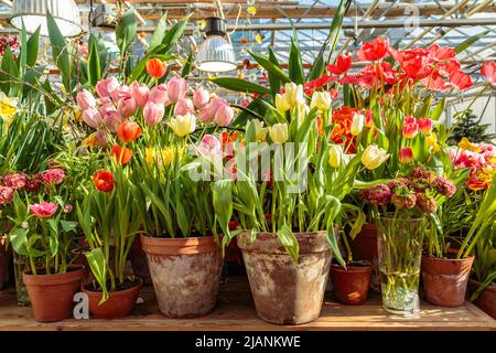Flowers at the green house. Blooming multi-colored flowers. Houseplants in the orangery. Tropical greenhouse with evergreen flowering plants Stock Photo