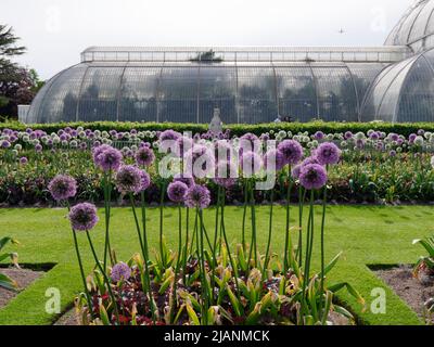 Richmond, Greater London, England, May 18 2022: Royal Botanic Gardens Kew. Flowers blooming in springtime in front of the Palm House. Stock Photo