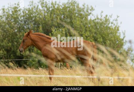 young foal standing in a field with grass and trees in the background Stock Photo