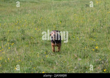 young Lakeland terrier running in a field of wildflowers Stock Photo