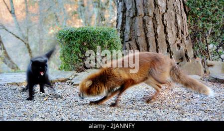 Domestic cat fighting with wild fox Stock Photo