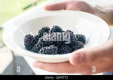 Male hands holding a plate of blackberries. Fresh blackberries in a white plate. Mulberry. Organic berries. Stock Photo