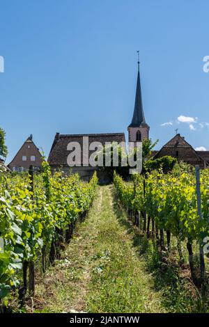 Mittelbergheim, France - 30 May, 2022: view of Riesling grapevines and vineyards with the Protestant church of Mittelbergheim in the background Stock Photo
