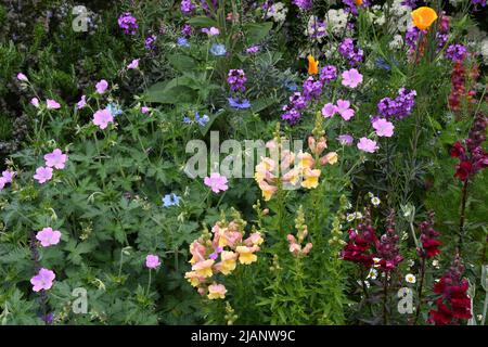 A bright colourful flower border with a mixture of g0lden and deep red antirrhinums,golden californian poppies,blue love-in-a-mist, nigella, erysimum, Stock Photo