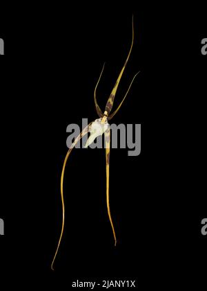 Flower of the tropical orchid Brassia caudata Stock Photo