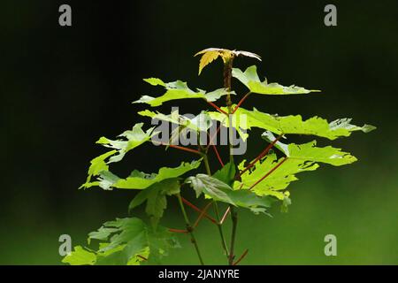 close up of young maple leaves Stock Photo