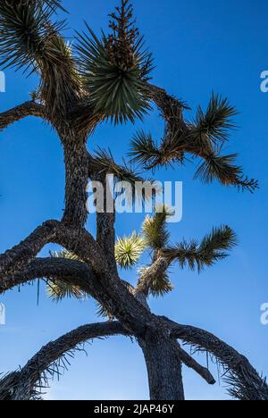 A Joshua Tree in Joshua Tree National Park against a deep blue sky. Stock Photo