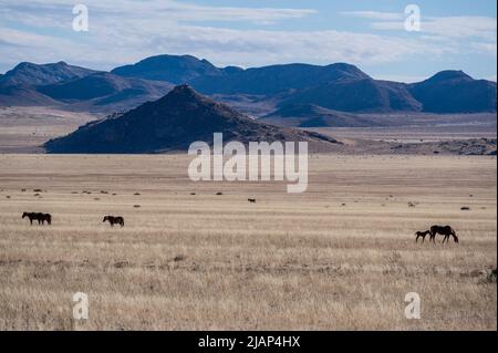 desert horses of garub in the namib desert in namibia Stock Photo