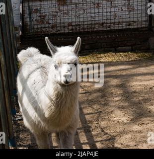 Cute alpaca (lama, llama) in animal farm. Beautiful alpaca or llama in paddock cade. Animal portrait eating hay. Close up tender alpaca in llama farm Stock Photo