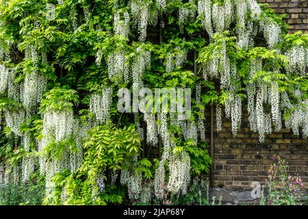 A white wisteria in full bloom. Stock Photo
