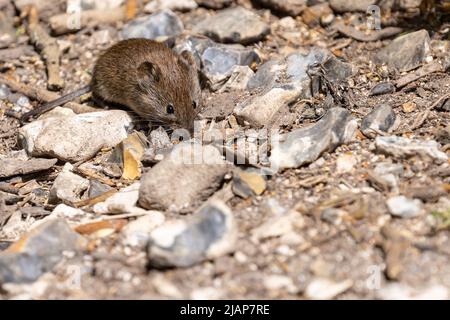 Close up of a small field vole foraging for food on rocky ground Stock Photo