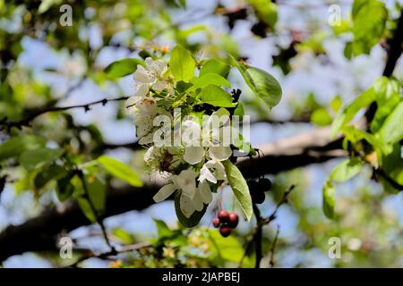 Beautiful white blossom of a plumleaf crab apple in bloom in spring time in Ottawa, Ontario, Canada. Stock Photo