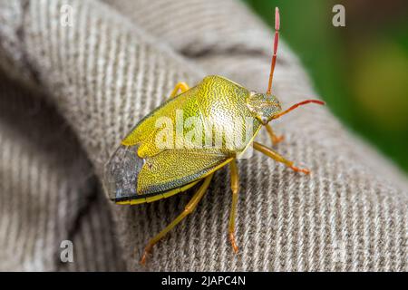 A gorse shield bug (Piezodorus lituratus) resting on the photographer's leg. Taken near Nose's Point, Seaham, UK. Stock Photo