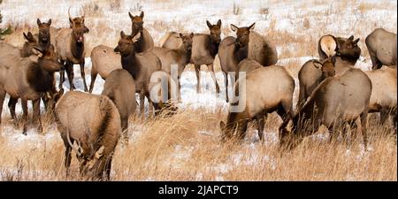 Elk in Rocky Mountain National Park, N. Colorado. The elk (Cervus canadensis), also known as the wapiti, is one of the largest species within the deer family, Cervidae, and one of the largest terrestrial mammals in its native range of North America.  An optimised version of a US National Park Service. Photo credit: NPS/M.Reed Stock Photo