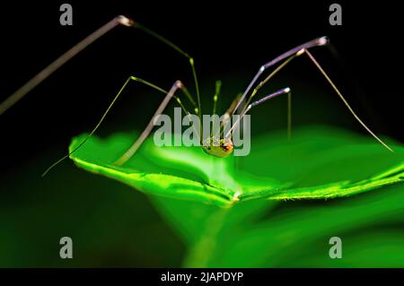 A spider hangs out on a leaf at the Bankhead National Forest in Alabama. Stock Photo