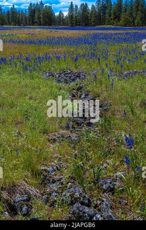 Landscape in Turnbull National Wildlife Refuge with Flowering Common Camas (Camassia quamash) , WA Stock Photo