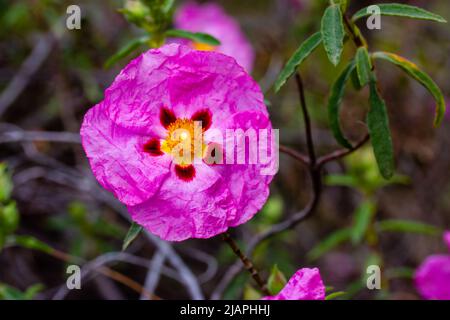Bright pink rock-rose flower in a spring botanical garden. Cistus creticus is a species of shrubby plant in the family Cistaceae. A species of shrubby Stock Photo