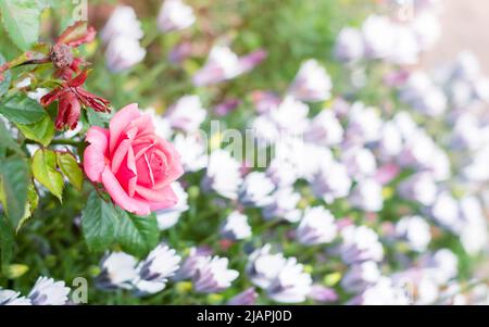 Pink rose flower blooming in the garden flowerbed. Flower background with copy space for text. Selective focus shallow DOF Stock Photo