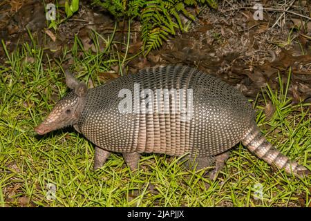 Nine-banded Armadillo - Dasypus novemcinctus Stock Photo