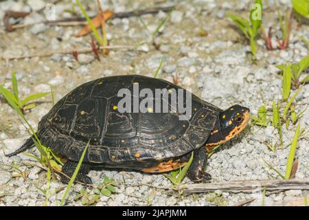 Spotted Turtle - Clemmys guttata Stock Photo