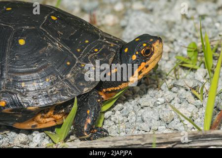 Spotted Turtle - Clemmys guttata Stock Photo