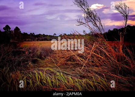 Marsh mud grass hi-res stock photography and images - Alamy