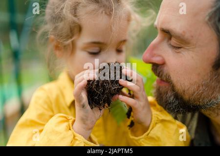 Little girl smelling pepper plant with her dad, when transplanting it in eco greenhouse, learn gardening. Stock Photo